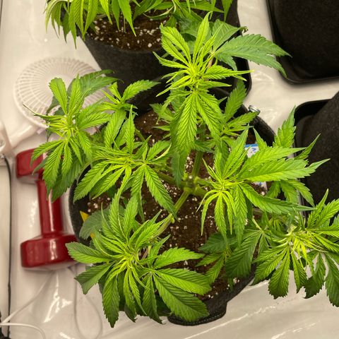 Sundae Driver growlog timeline photo
