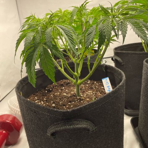 Sundae Driver growlog timeline photo