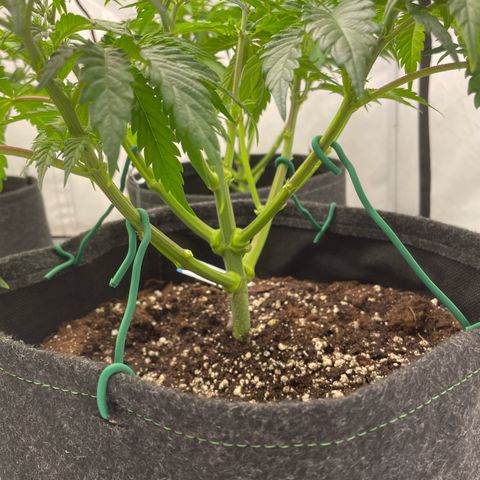 Sundae Driver growlog timeline photo
