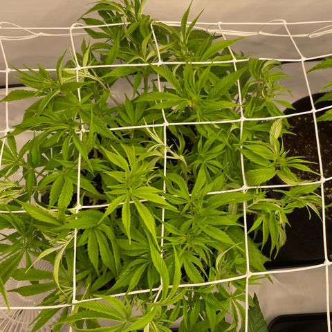 Amnesia Blackberry Moonrock growlog timeline photo