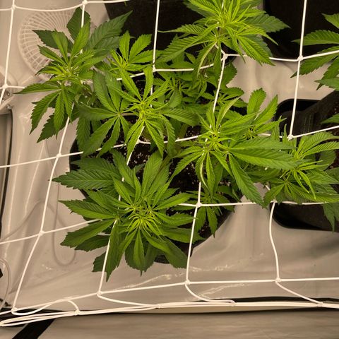 Sundae Driver growlog timeline photo