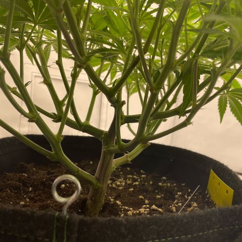 Amnesia Blackberry Moonrock growlog timeline photo