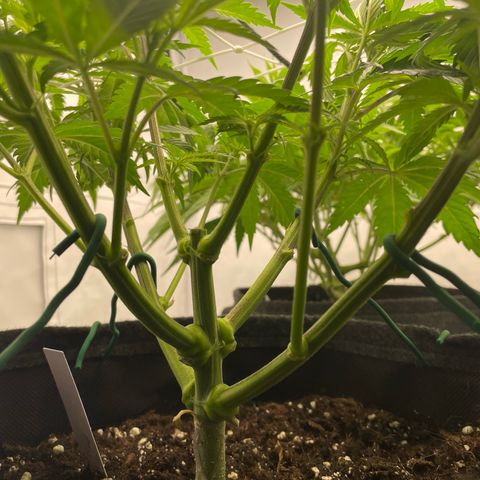 Sundae Driver growlog timeline photo