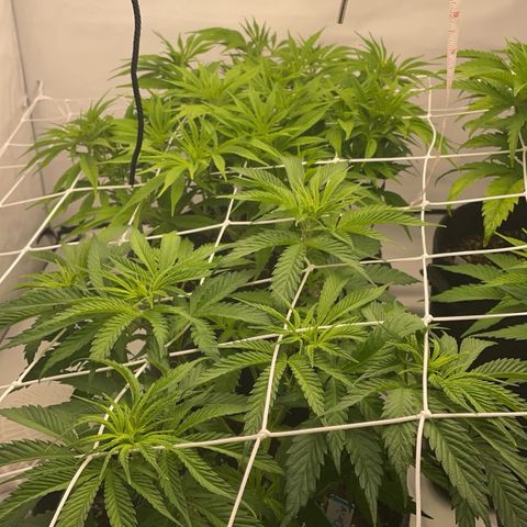 Sundae Driver growlog timeline photo