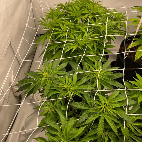 Sundae Driver growlog timeline photo