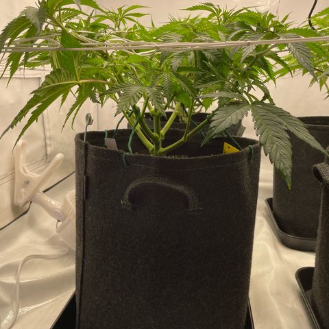 Sundae Driver growlog timeline photo