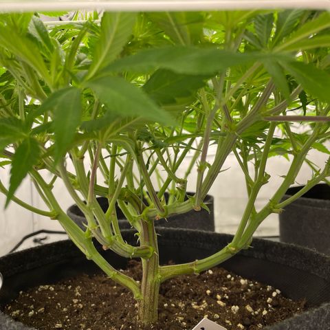 Amnesia Blackberry Moonrock growlog timeline photo