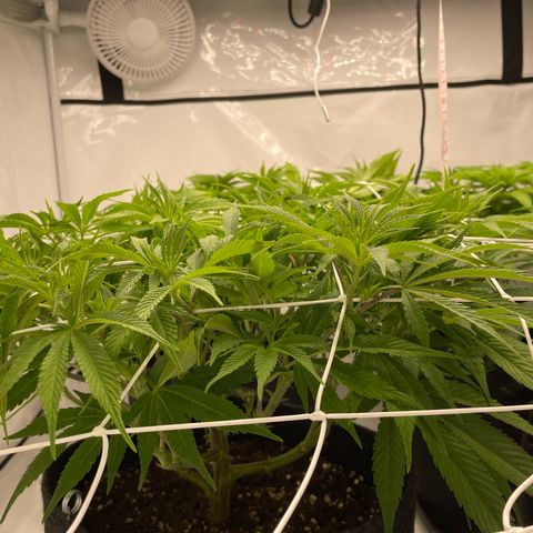 Amnesia Blackberry Moonrock growlog timeline photo