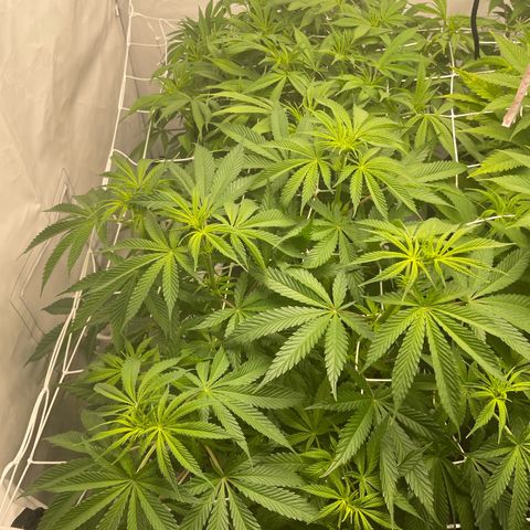 Sundae Driver growlog timeline photo