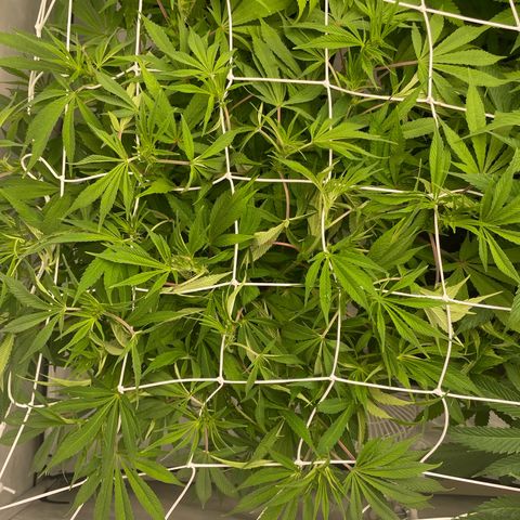 Amnesia Blackberry Moonrock growlog timeline photo