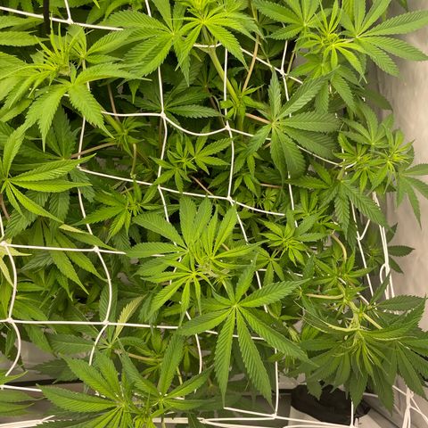 Sundae Driver growlog timeline photo