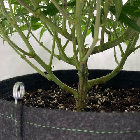 Amnesia Blackberry Moonrock growlog timeline photo