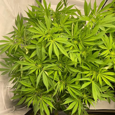 Amnesia Blackberry Moonrock growlog timeline photo