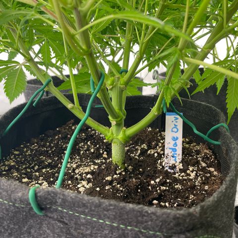 Sundae Driver growlog timeline photo