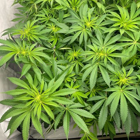 Sundae Driver growlog timeline photo
