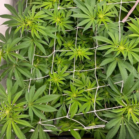 Sundae Driver growlog timeline photo