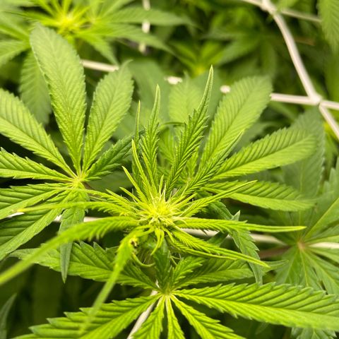 Sundae Driver growlog timeline photo