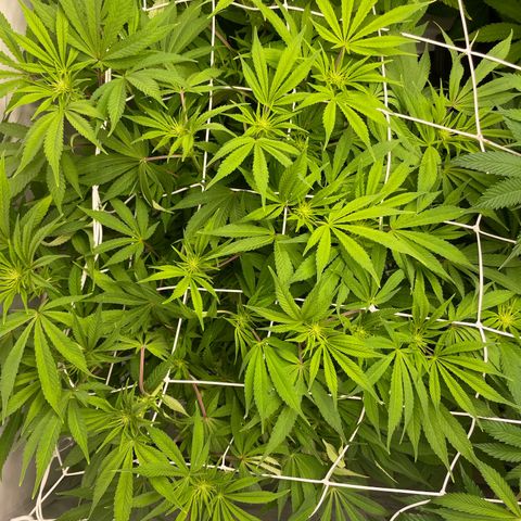 Amnesia Blackberry Moonrock growlog timeline photo