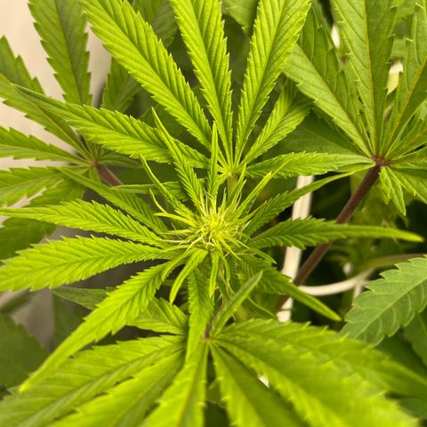 Amnesia Blackberry Moonrock growlog timeline photo