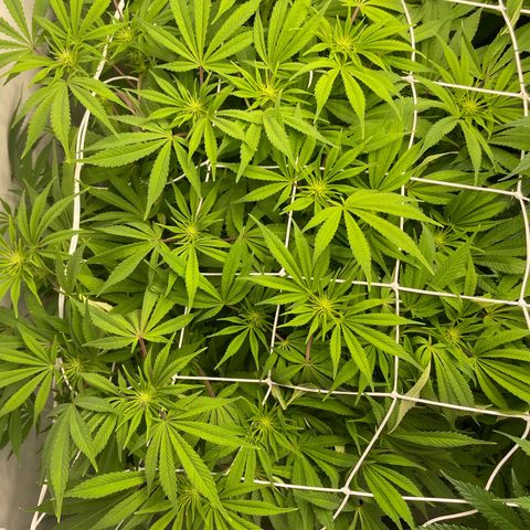 Amnesia Blackberry Moonrock growlog timeline photo