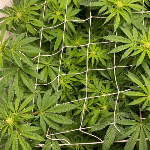 Sundae Driver growlog timeline photo
