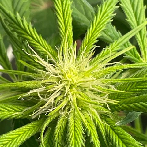 Sundae Driver growlog timeline photo
