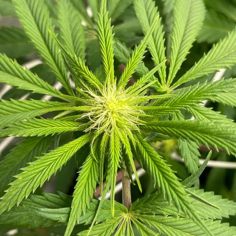 Sundae Driver growlog timeline photo