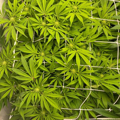 Amnesia Blackberry Moonrock growlog timeline photo