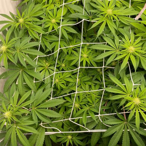 Sundae Driver growlog timeline photo