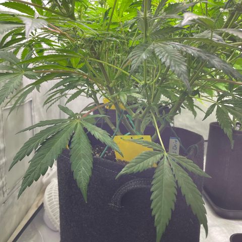 Sundae Driver growlog timeline photo