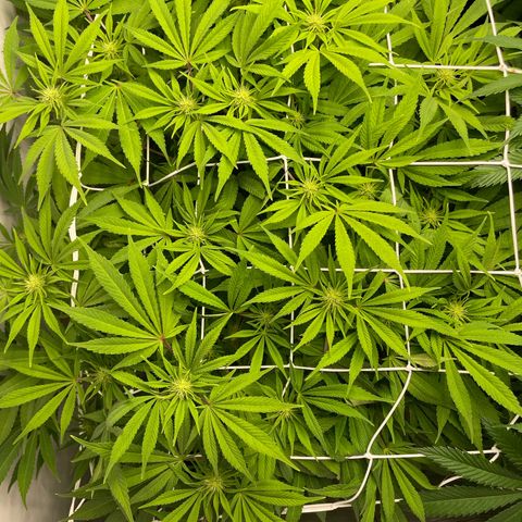 Amnesia Blackberry Moonrock growlog timeline photo