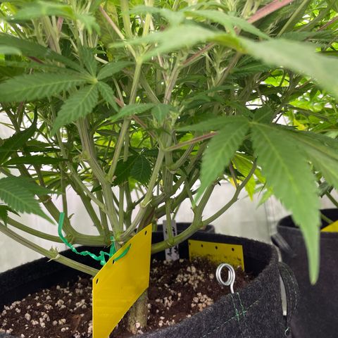 Amnesia Blackberry Moonrock growlog timeline photo