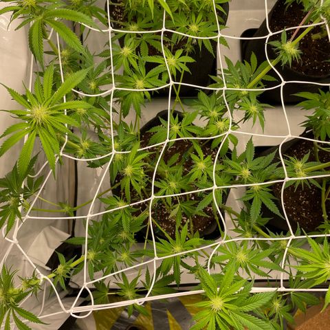 Sundae Driver growlog timeline photo