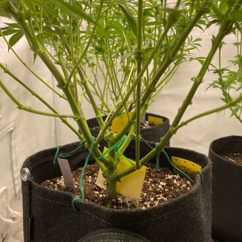 Sundae Driver growlog timeline photo