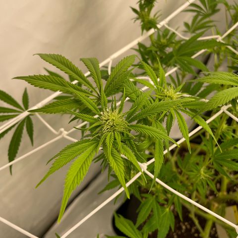 Amnesia Blackberry Moonrock growlog timeline photo