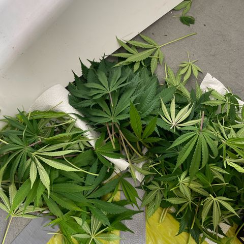 Sundae Driver growlog timeline photo