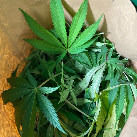 Sundae Driver growlog timeline photo