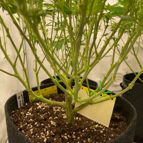Amnesia Blackberry Moonrock growlog timeline photo
