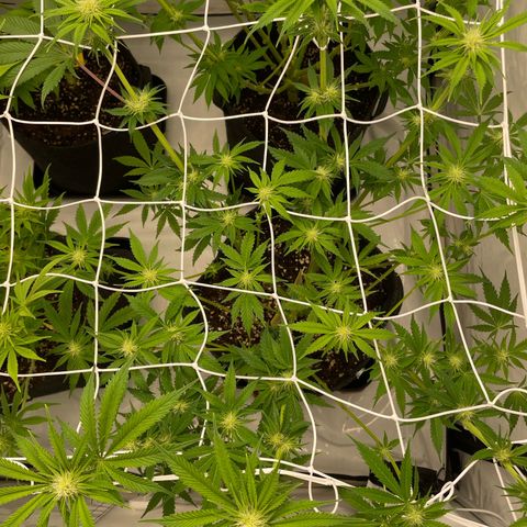 Sundae Driver growlog timeline photo