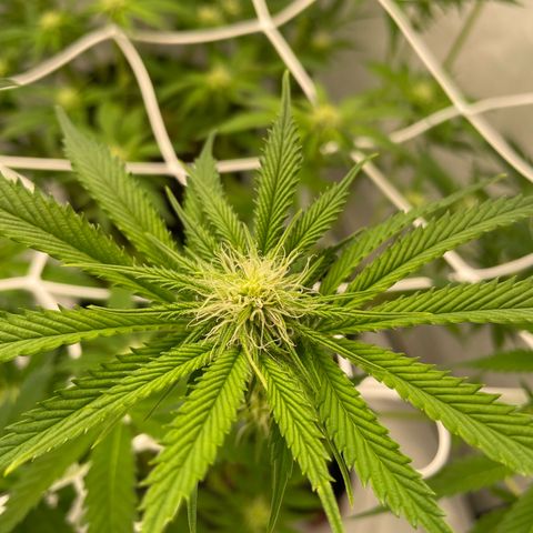 Sundae Driver growlog timeline photo