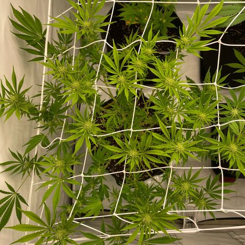 Amnesia Blackberry Moonrock growlog timeline photo