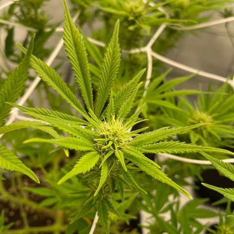 Amnesia Blackberry Moonrock growlog timeline photo