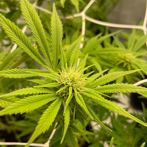 Amnesia Blackberry Moonrock growlog timeline photo