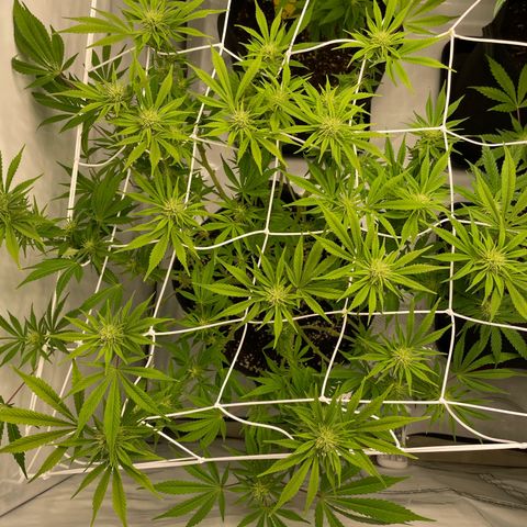 Amnesia Blackberry Moonrock growlog timeline photo