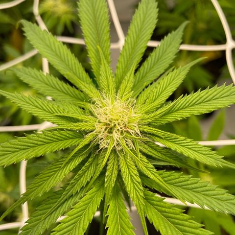 Sundae Driver growlog timeline photo