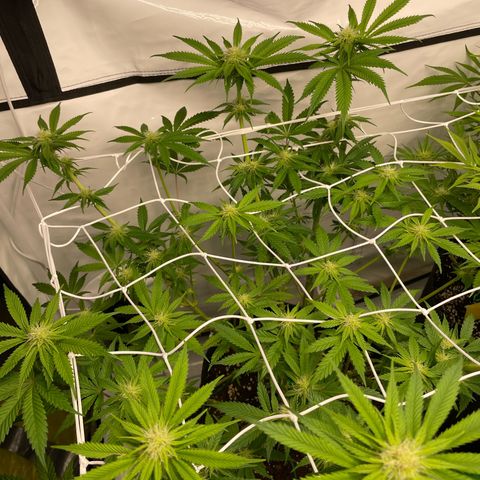 Sundae Driver growlog timeline photo