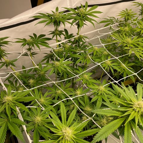 Sundae Driver growlog timeline photo