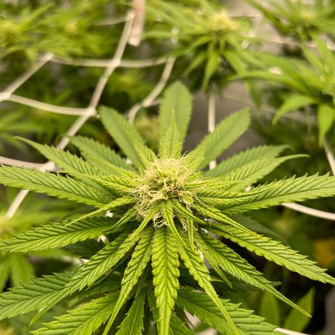 Sundae Driver growlog timeline photo