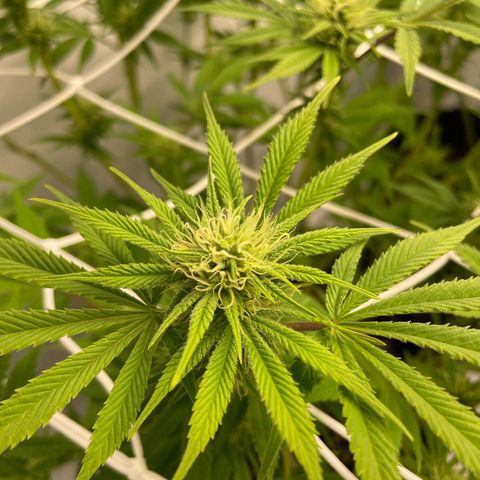 Amnesia Blackberry Moonrock growlog timeline photo