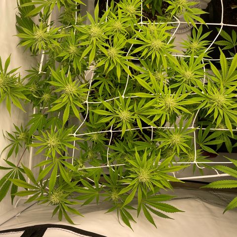 Amnesia Blackberry Moonrock growlog timeline photo